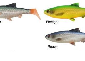3D RIVER ROACH