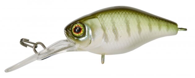 DIVING CHUBBY 38