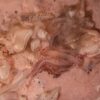 SALTED SQUID - immagine 2