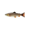 4D LINE THRU PULSETAIL TROUT - immagine 2