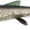 3D WHITEFISH SHAD - immagine 7