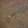 CSL CORN STEEP LIQUOR POWDER - immagine 2