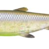 Savage 3D Herring Shad V2