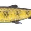 3D HERRING SHAD V2 - immagine 6