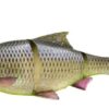 3D LINE THRU ROACH - immagine 2